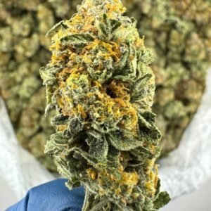 where to Buy Northern Lights Amsterdam