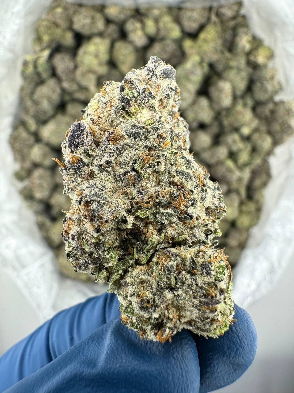 Buy Gorilla Glue In Amsterdam